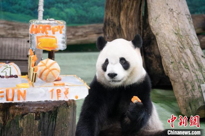 台北市立动物园庆祝大熊猫“圆宝”5岁生日