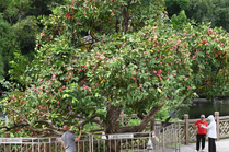 广西南宁：夏日路树果飘香