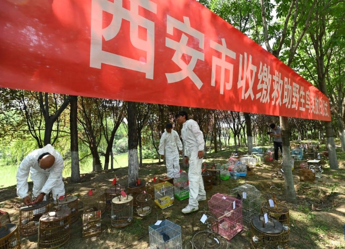 西安：放飞野生鸟类回归自然