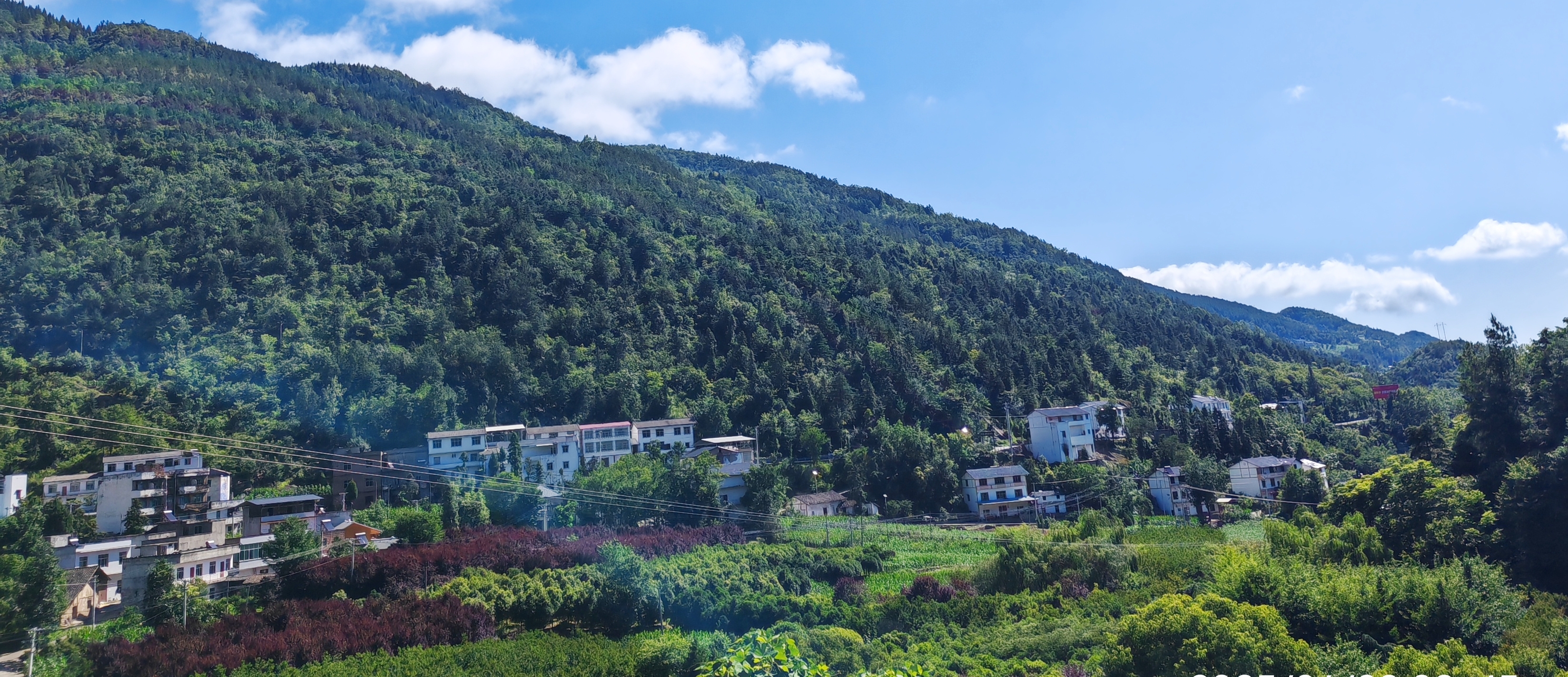 重庆巫山：骡坪镇苗圃成林构筑生态屏障