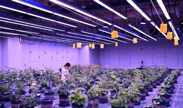 安徽宿州：打造种业科技谷