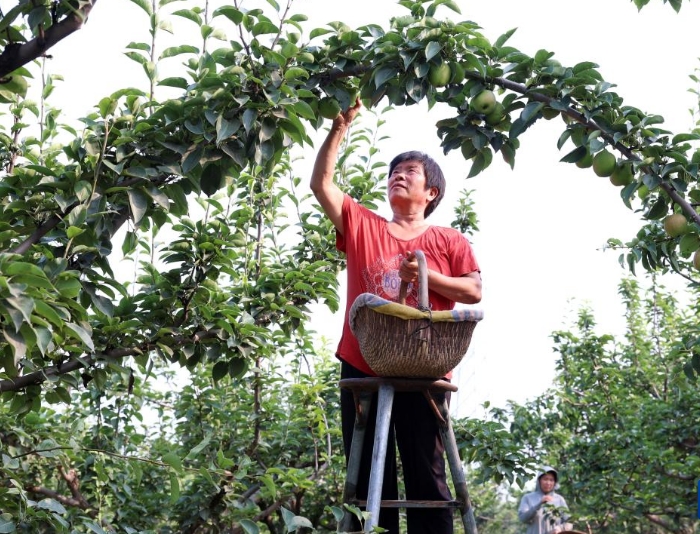 河北赵县：鲜梨成熟采收忙