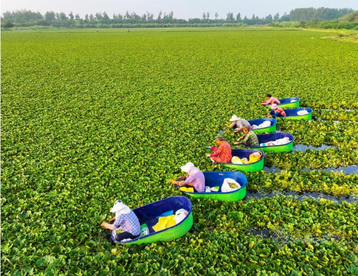 夏日采菱忙