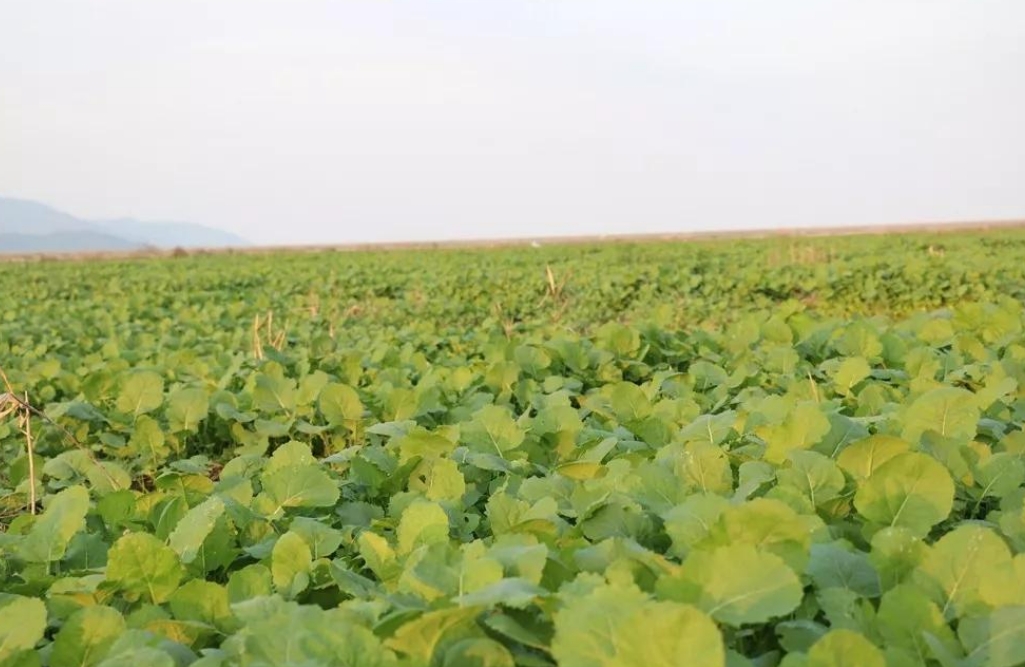 微生物如何帮油菜高效 “吃” 氮？