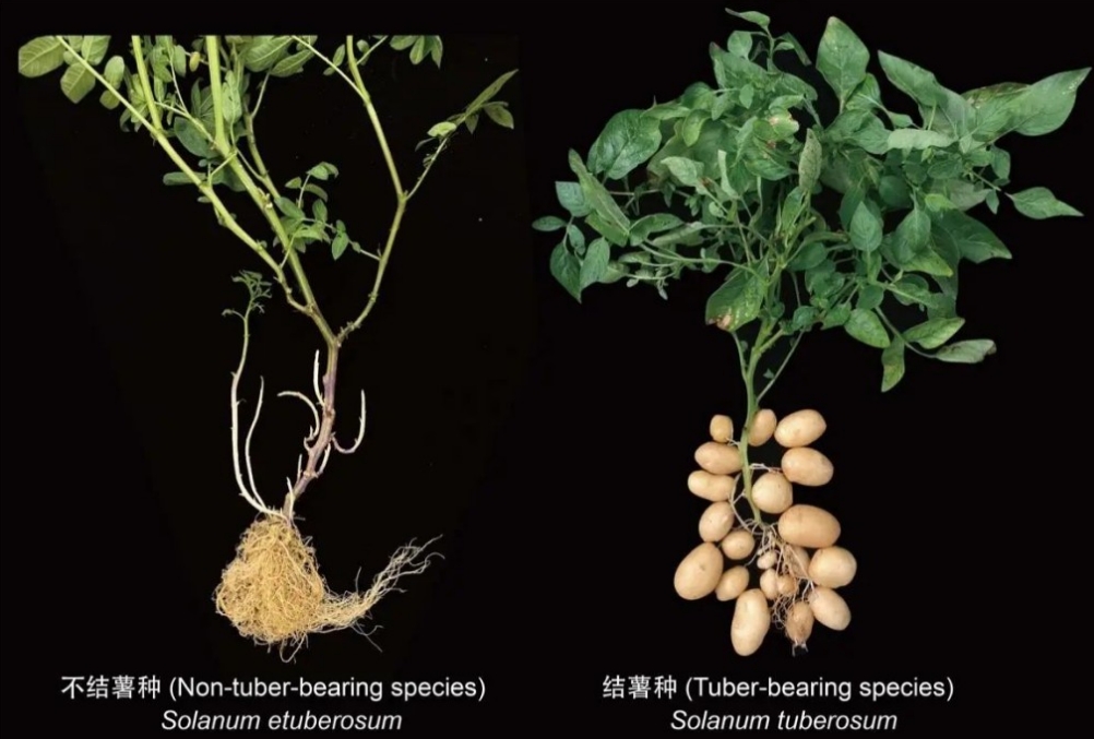 “土豆竟然是番茄的孩子” 中外科学家联手揭开马铃薯物种起源的奥秘