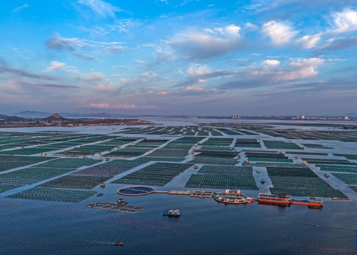 山东荣成：秋日耕海图