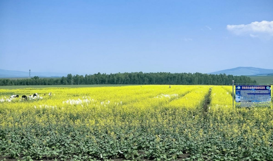 我国高纬度特短生育期油菜育种取得突破