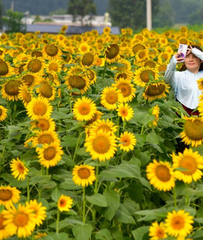 向日葵花开引游人