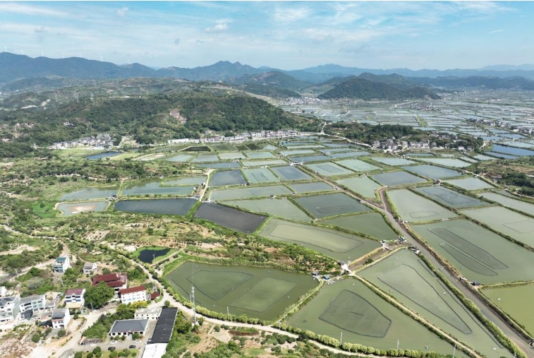 浙江：三门湾青蟹迎丰收