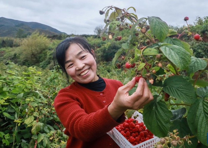 甘肃宕昌：种植红树莓助农增收