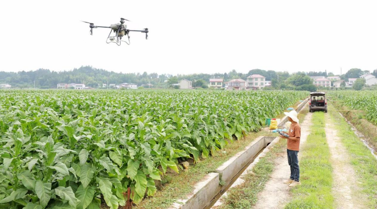 长沙浏阳：科技赋能烟叶生产，绘就绿色新图景
