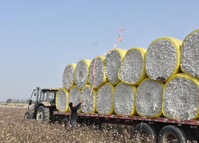 新疆：棉海丰收忙