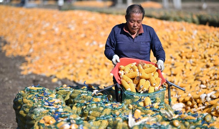 天津：秋收时节农事忙