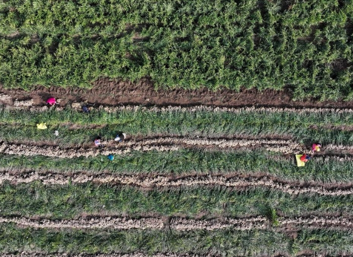 河北丰南：生姜收获忙