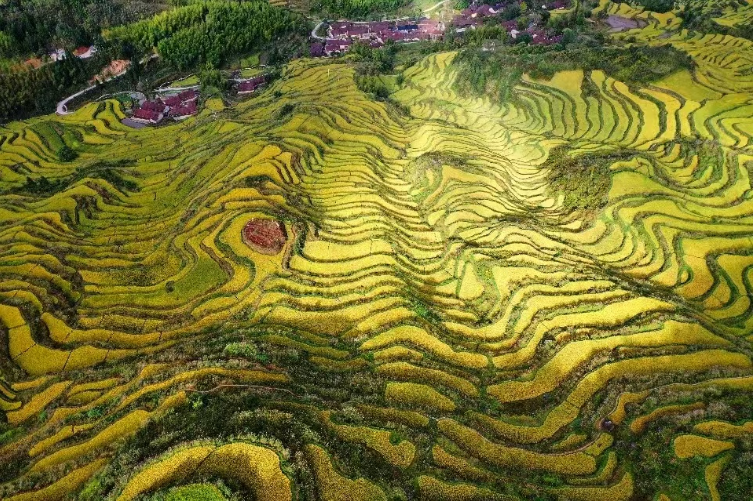 浙江丽水凤凰寨梯田又回来了：金色稻浪满山间