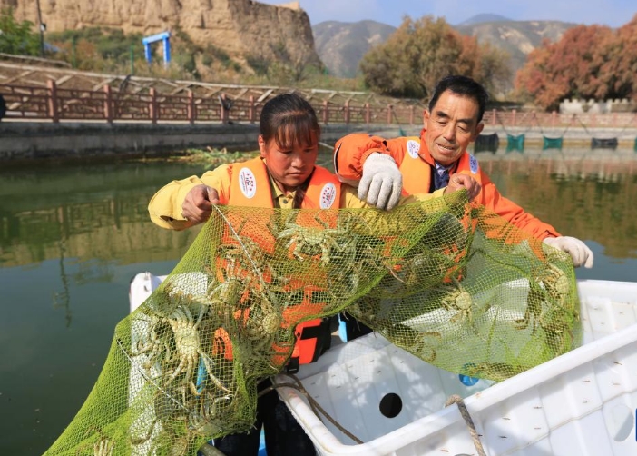黄土高原大闸蟹丰收
