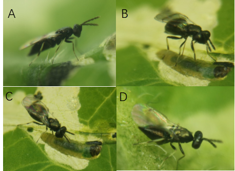 一片 “虫道” 背后的危机：六年追踪破解蔓延密码