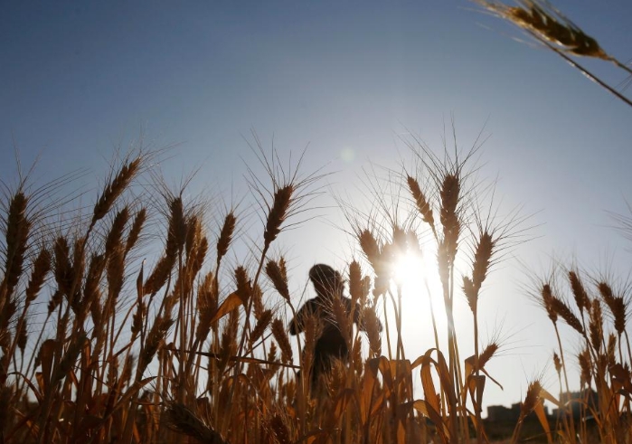 也门：收割小麦