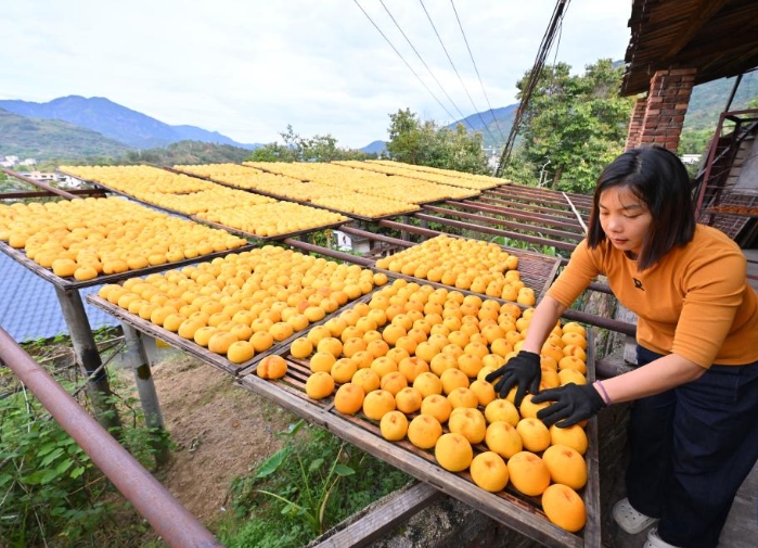 福建永泰：金秋送爽晒好“柿”