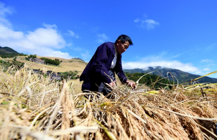 龙脊梯田 水稻丰收