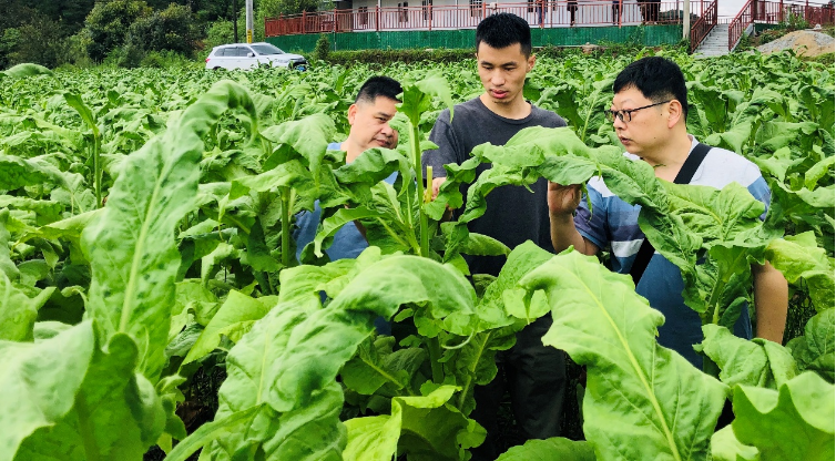 云县“勐麻槽子”：烟农致富的“好路子”