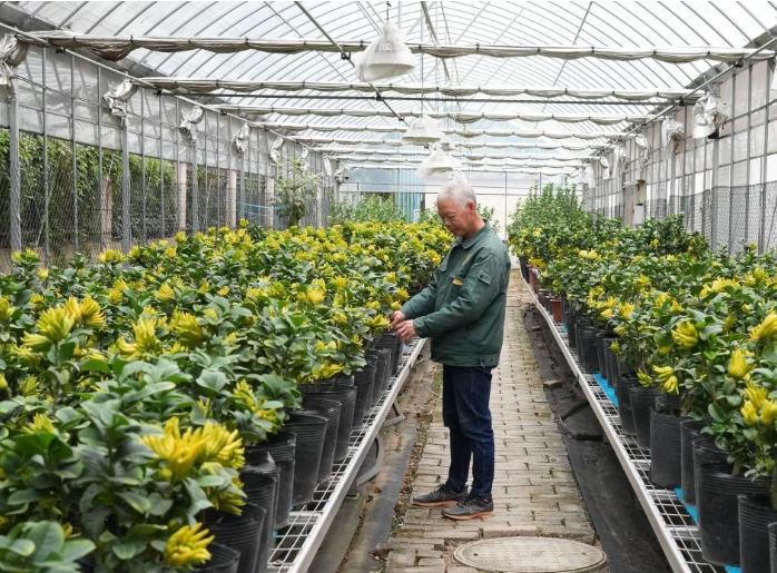 浙江金华佛手飘香