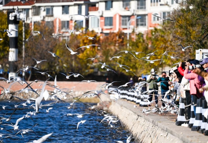 海鸥舞动老码头
