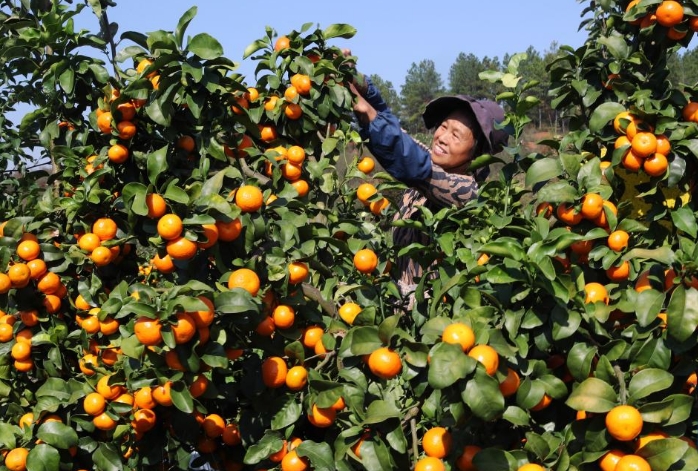 湖南衡阳：硕果盈枝采摘忙