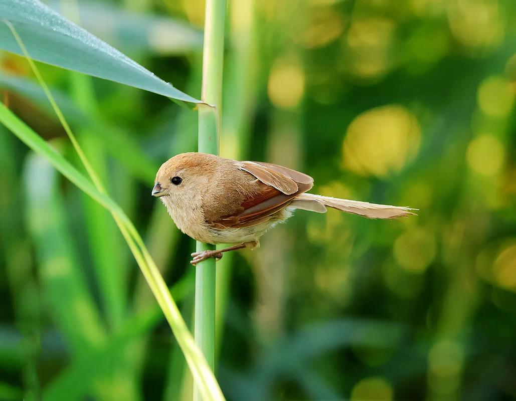 张某等三人跨省非法捕猎“三有”动物获刑
