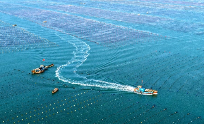 山东荣成：海带“插秧”正当时