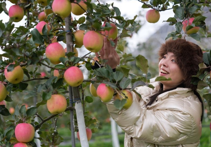 四川茂县：苹果产业助力乡村振兴