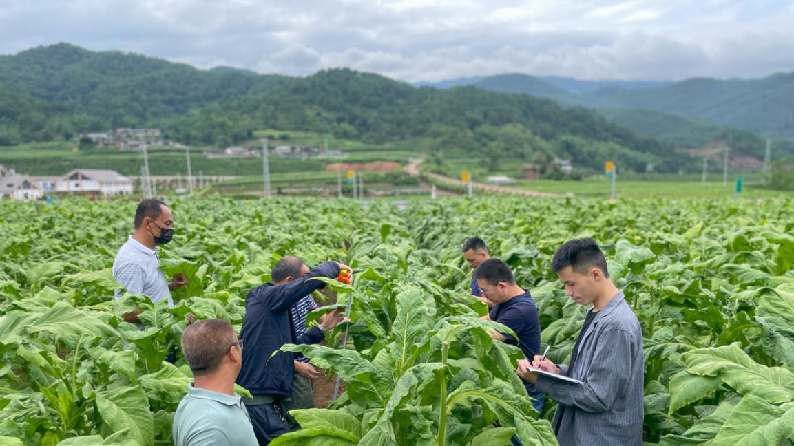 湖南中烟携手镇沅烟草全链条精准服务