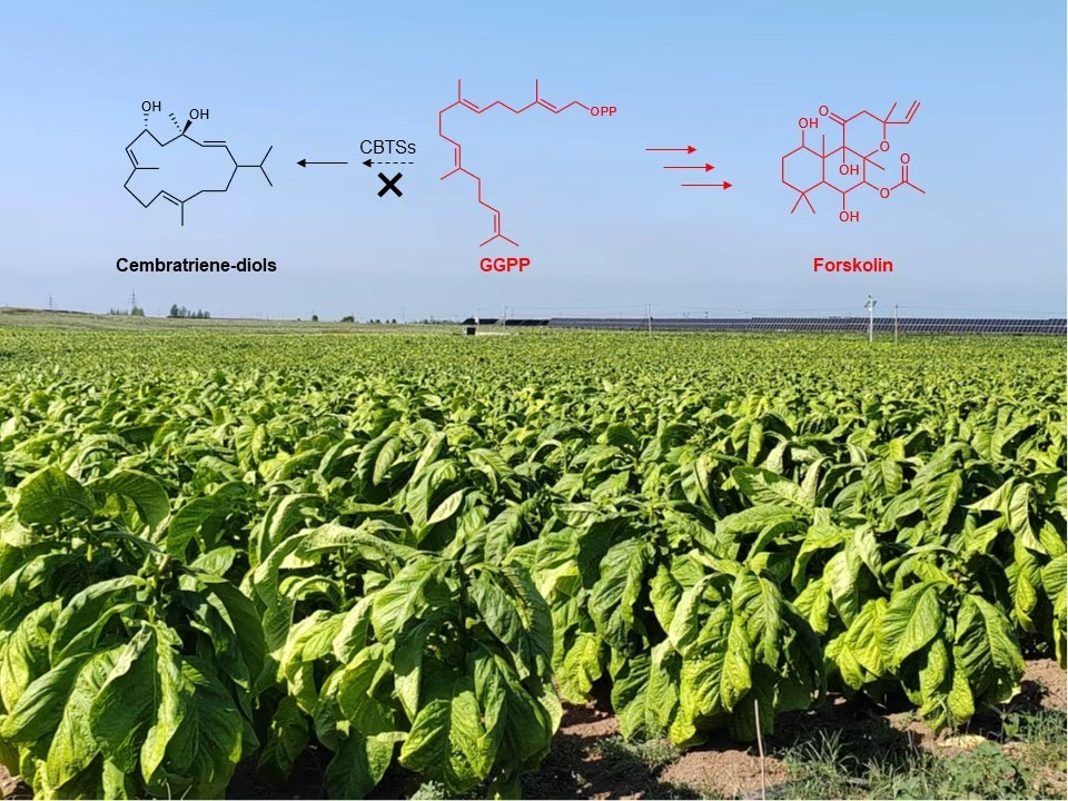 烟草变“药田”：中国科学家让普通作物高效产出天然救命药