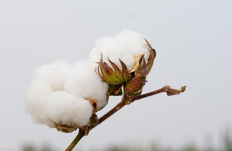 破解棉花的“成长密码”