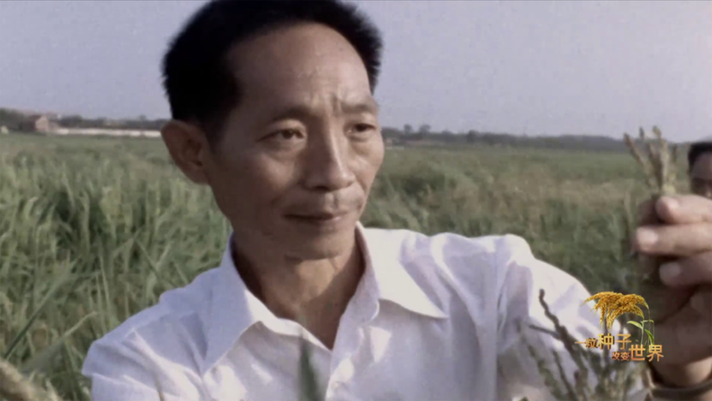 稻浪千里 禾下苍穹丨纪录片《一粒种子改变世界》即将播出