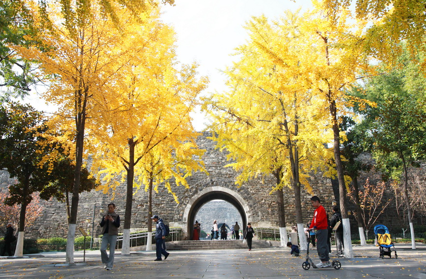 江苏南京：银杏披“金甲”