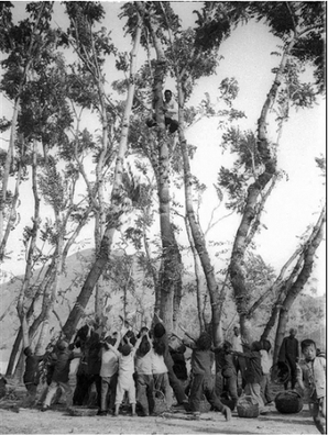  聂荣臻的“树叶训令”