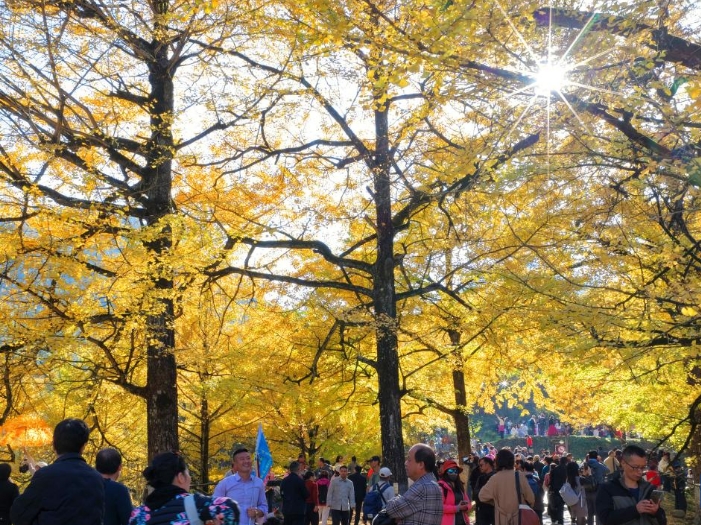 湖南双牌：满园银杏灿如金