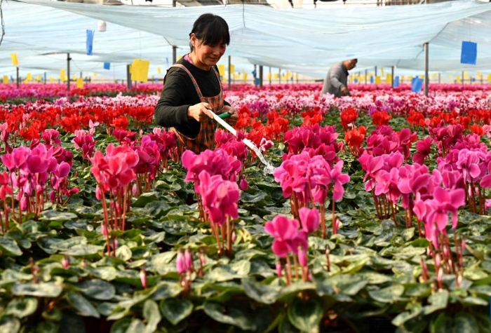 “鲜花经济”助增收