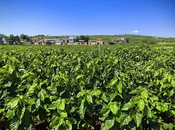 云南：让“金叶子”铺就富民“新丝路”