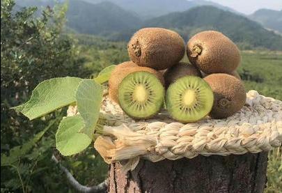 浙江江山： 助推猕猴桃产业全链高质量发展