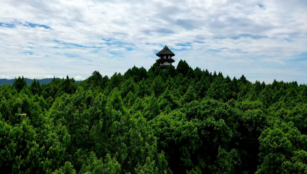 年轮里的长青密码：“金融+科技”守护千年“活化石”