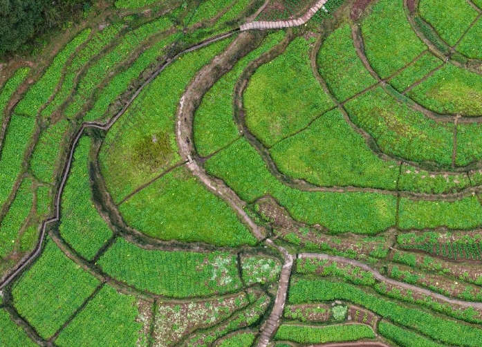 重庆綦江：赶水萝卜迎丰收