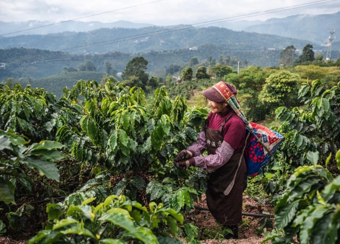 云南普洱：咖啡田的丰收时光
