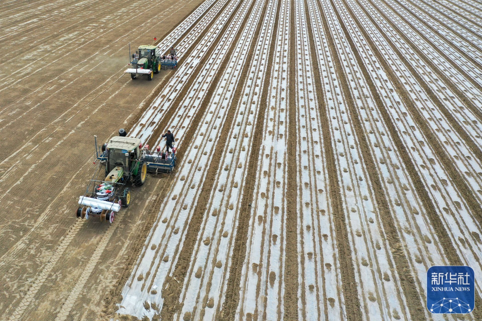 农业农村部部署推进晚播小麦油菜冬前田管保安全越冬工作