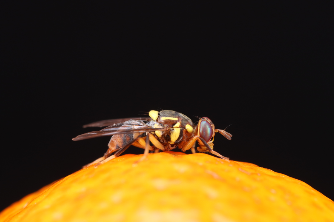 “果蔬杀手”橘小实蝇最完整基因组图谱发布