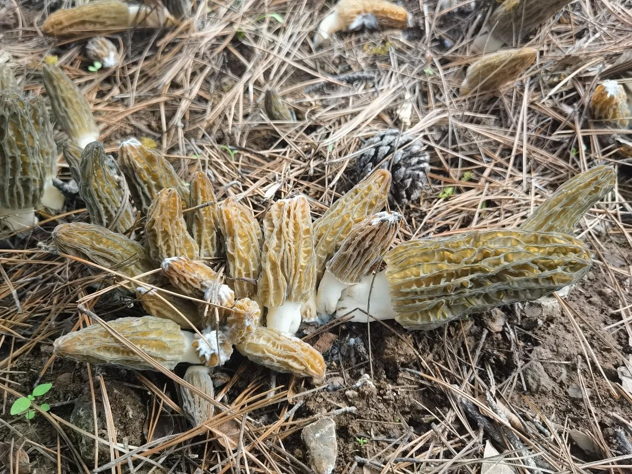 蘑菇种植遇真菌“捣蛋鬼”？科学防控有“招数”