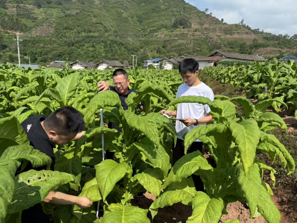 湘蜀同心育金叶 精准帮扶结硕果
