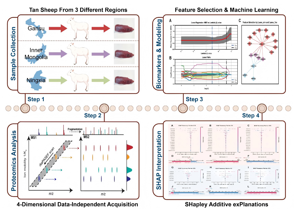 蛋白质“指纹”给羊肉精准“上户口”