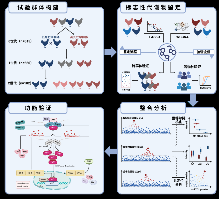 白羽肉鸡抗病的“密码”被破解
